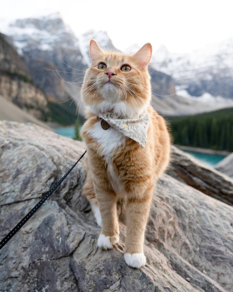 12 Best Adventure Cat Breeds for Outdoor Enthusiasts